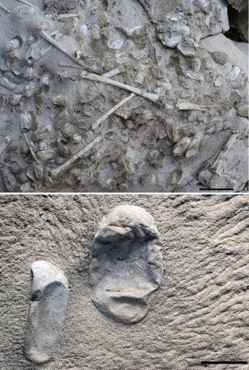 Image Credit: 中国の約1億2000万年前の地層から多数見つかった翼竜の卵化石（写真上）と拡大写真（米サイエンス誌提供、時事）