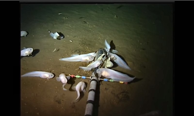 マリアナ海溝の深海魚（米ハワイ大のサイトより）