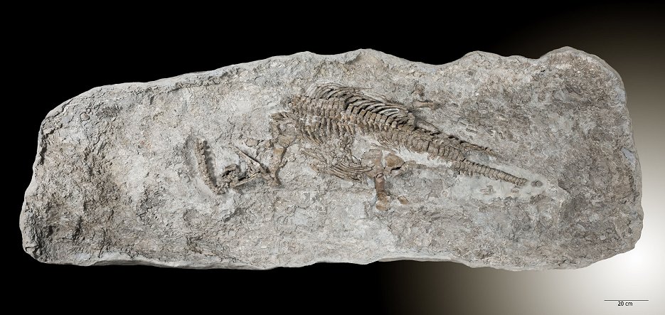 の公式サイト プレシオサウルスの歯 [PS5] 化石 その他