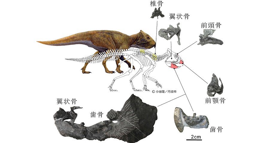 兵庫県篠山市の地層から発見された角竜類の化石。中央は復元イメージ（県立人と自然の博物館提供、時事）
<p>