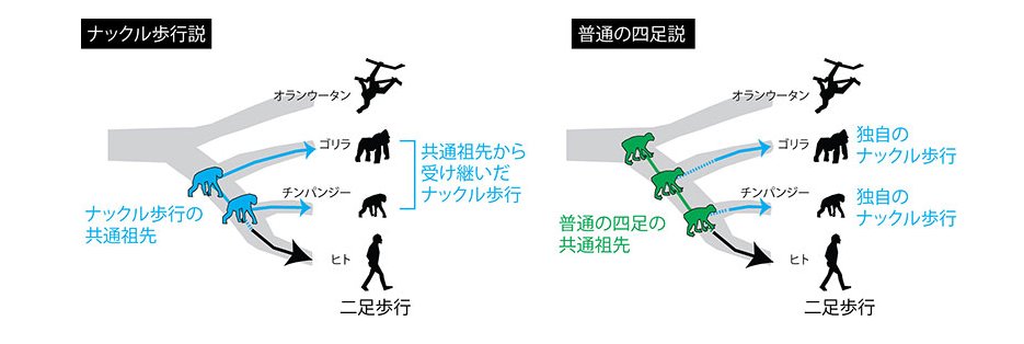 ナックル歩行はチンパンジーとゴリラで独自に進化（京都大学提供）