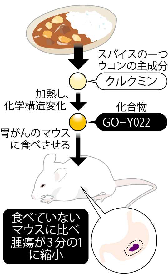 胃がん抑制の「GO-Y022」（秋田大などの研究グループの発表を基に作成＝時事）